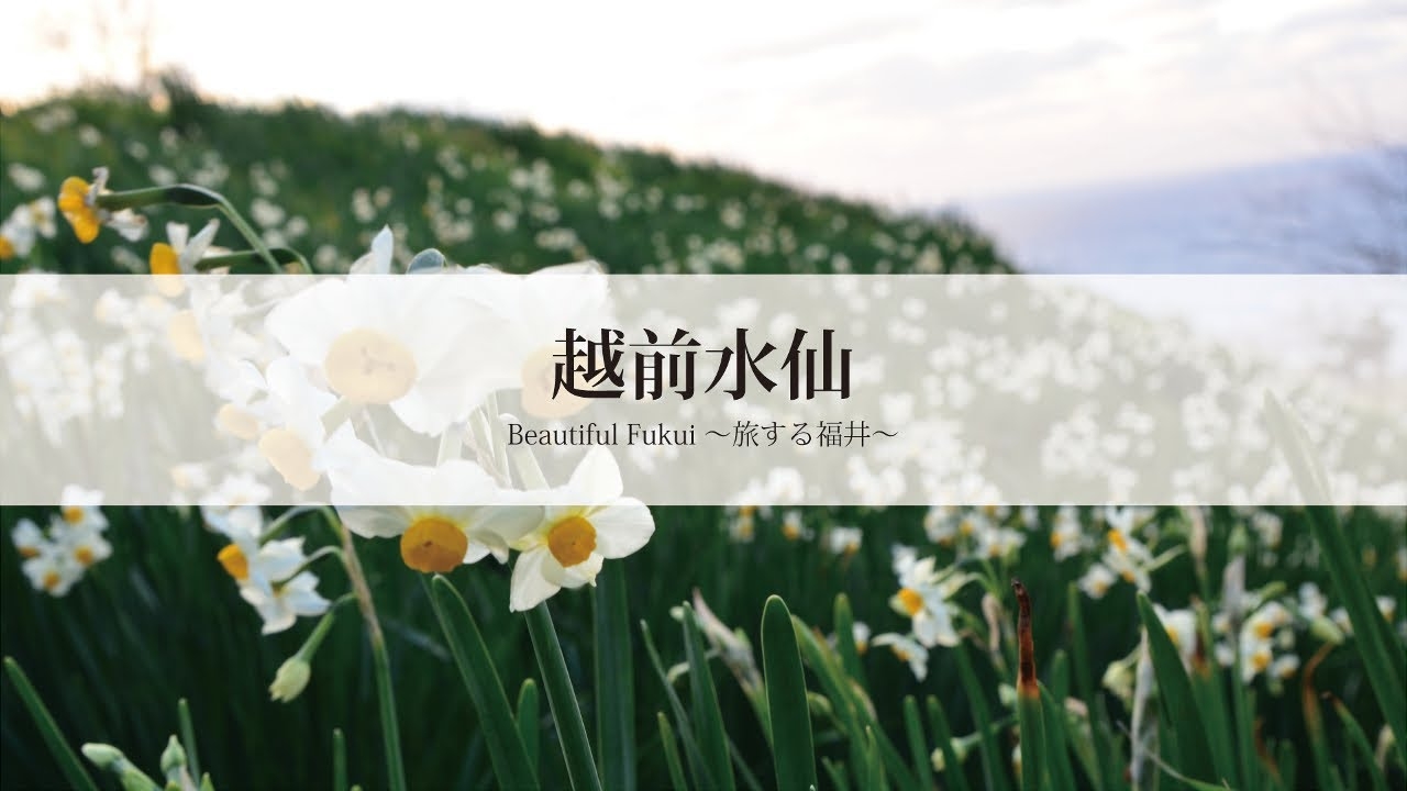 Beautiful Fukui 〜旅する福井〜　越前水仙